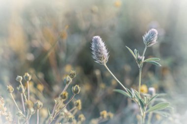 Bitkilerin ve çiçeklerin yakın çekimi Sabah ışığının yumuşak ışıklarıyla.