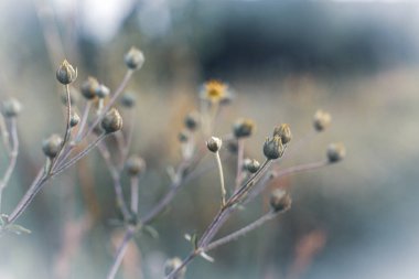 Bitkilerin ve çiçeklerin yakın çekimi Sabah ışığının yumuşak ışıklarıyla.