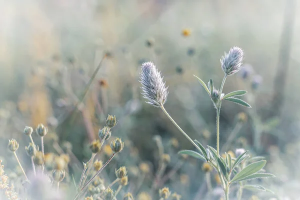 Close Van Planten Bloemen Zachte Stralen Van Ochtendlicht — Stockfoto