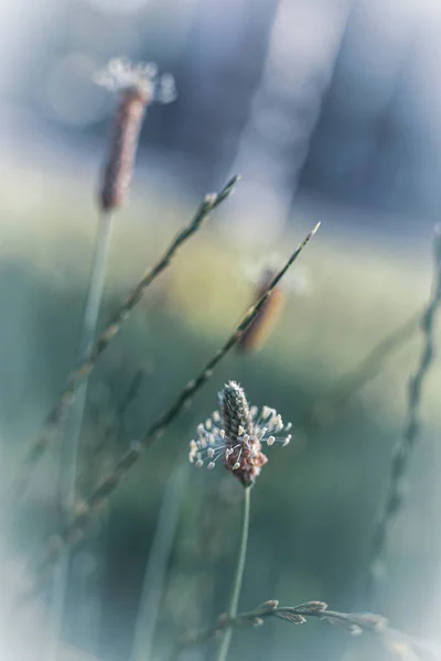 Close Van Planten Bloemen Zachte Stralen Van Ochtendlicht — Stockfoto