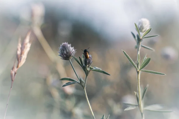 Close Van Planten Bloemen Zachte Stralen Van Ochtendlicht — Stockfoto