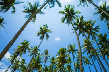 Mavi gökyüzü ve MUI Ne, Binh Thuan Eyaleti, Vietnam, Hindistan cevizi ile güzel bir plaj