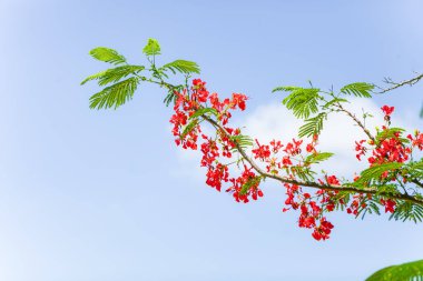 Kırmızı çiçekli - Delonix regia ağaç