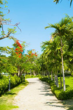 Kırmızı çiçekli - Delonix regia ağaç
