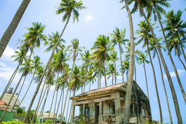 Wunderschöner Strand Mit Blauem Himmel Und Kokosnuss Mui Binh Thun — Stockfoto