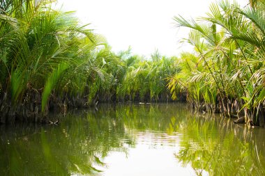 Turistler ziyaret su Hindistan cevizi orman Hoi bir