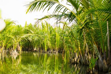 Turistler ziyaret su Hindistan cevizi orman Hoi bir