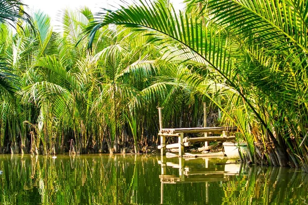 Los Turistas Visitan Bosque Coco Agua Hoi —  Fotos de Stock