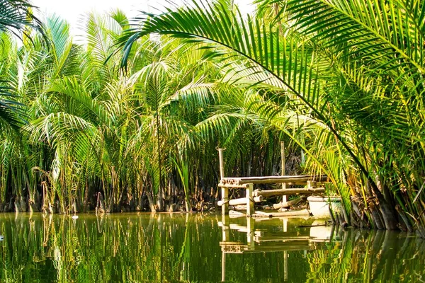 Turisti Visitano Foresta Cocco Acqua Hoi — Foto Stock