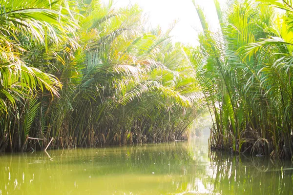 Turisti Visitano Foresta Cocco Acqua Hoi — Foto Stock