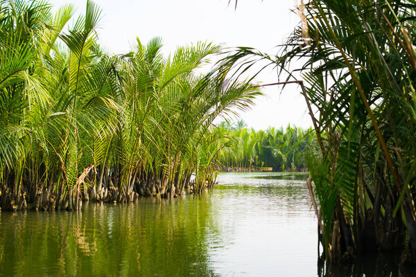 Tourists visit water coconut forest in Hoi An