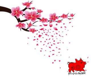 Sakura çiçek arka plan. İzole kiraz çiçeği beyaz arka plan. Çin yeni yılı 