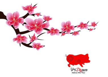 Sakura çiçek arka plan. İzole kiraz çiçeği beyaz arka plan. Çin yeni yılı 