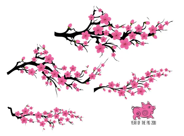 Sakura Blommor Bakgrund Cherry Blossom Isolerade Vit Bakgrund — Stock vektor