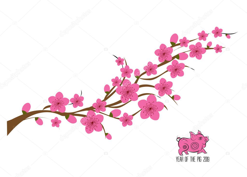 Sakura flowers background. cherry blossom isolated white background