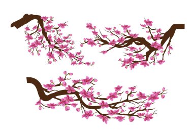 Gerçekçi sakura Japonya kiraz dal çiçek açan çiçekler ile beyaz arka plan izole. Çin yeni yılı 