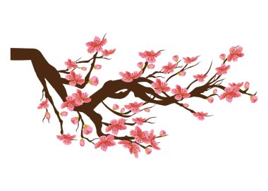 Çin yeni yılı. Sakura çiçek arka plan. izole kiraz çiçeği beyaz arka plan 