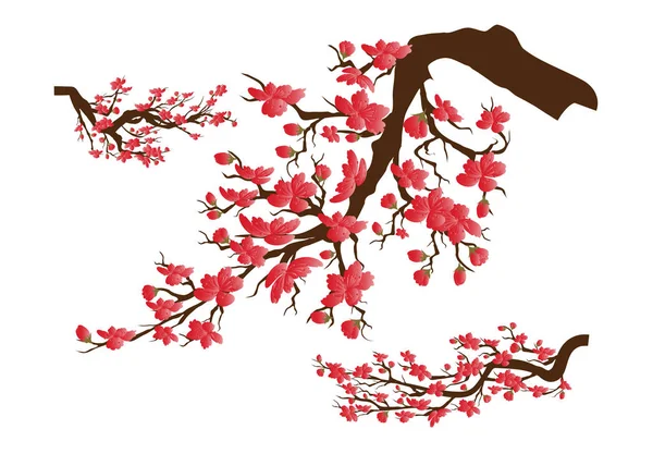 Nouvel Chinois Sakura Fleurs Fond Fleur Cerisier Isolé Fond Blanc — Image vectorielle