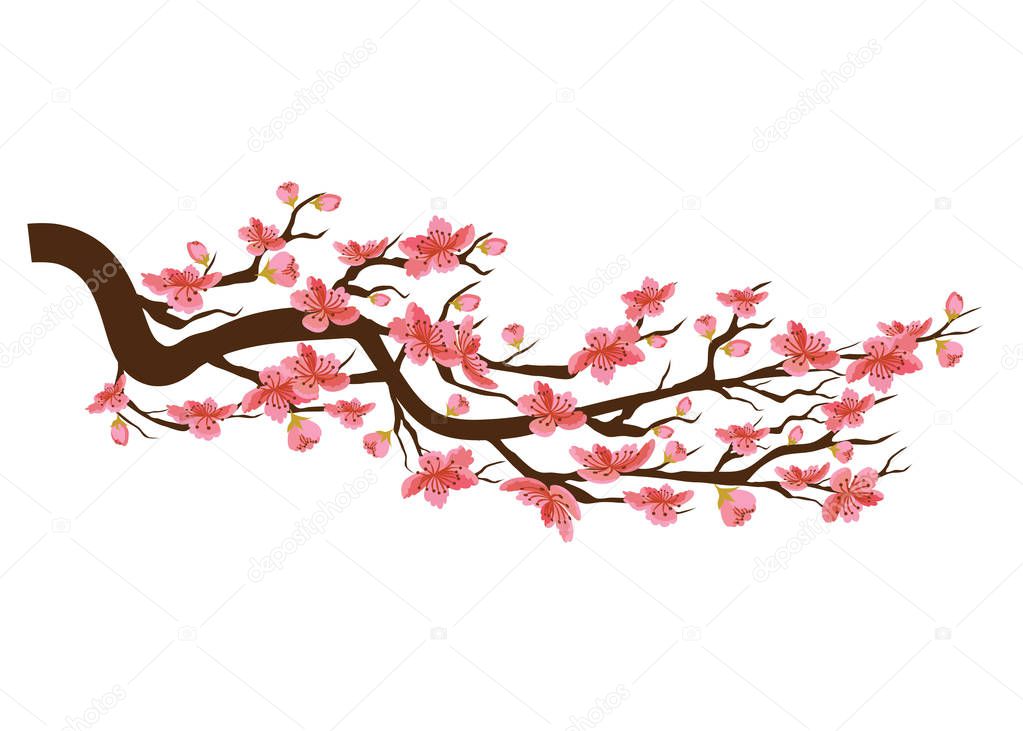 Chinese new year. Sakura flowers background. cherry blossom isolated white background 