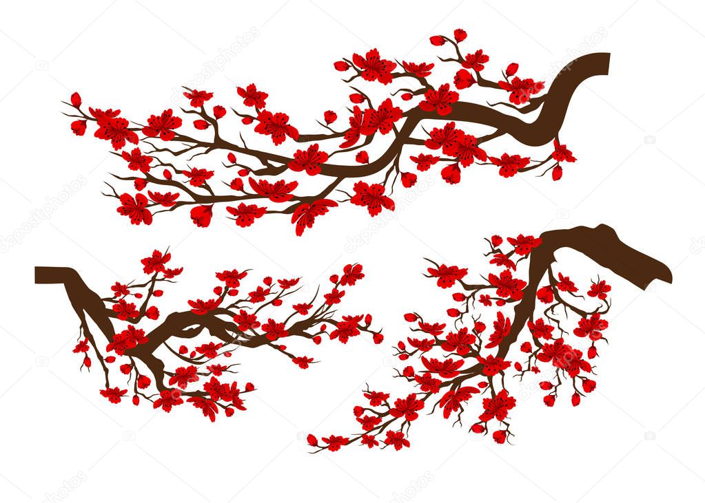 Branches of red blossoming sakura . Japanese cherry tree isolated white background. Chinese new year 