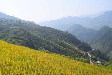 Pirinç tarlaları üzerinde Mu Cang Chai, Yenbai, Vietnam Teras. Pirinç tarlalarının hasat kuzeybatı Vietnam, hazır olun. Vietnam manzaralar.