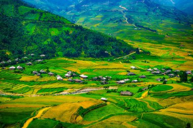 Pirinç tarlaları üzerinde Mu Cang Chai, Yenbai, Vietnam Teras. Pirinç tarlalarının hasat kuzeybatı Vietnam, hazır olun. Vietnam manzaralar.