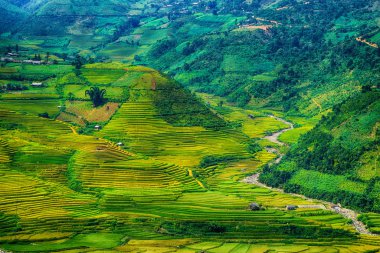 Pirinç tarlaları üzerinde Mu Cang Chai, Yenbai, Vietnam Teras. Pirinç tarlalarının hasat kuzeybatı Vietnam, hazır olun. Vietnam manzaralar.