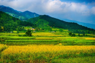 Pirinç tarlaları üzerinde Mu Cang Chai, Yenbai, Vietnam Teras. Pirinç tarlalarının hasat kuzeybatı Vietnam, hazır olun. Vietnam manzaralar.