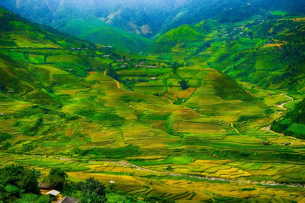 Rijstvelden Terrassen Van Cang Chai Yenbai Vietnam Rijstvelden Bereiden Oogst — Stockfoto