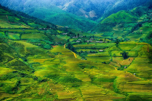 Risfälten Terrasserade Cang Chai Yenbai Vietnam Risfälten Förbereda Skörden Nordvästra — Stockfoto