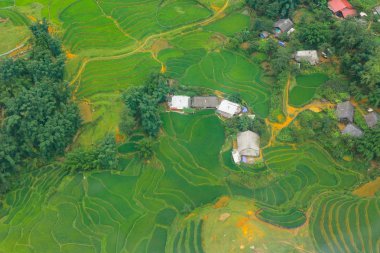 Teraslı pirinç tarlalarının hasat sezonu, Muong Hoa Vadisi, Sappa, Kuzey Vietnam