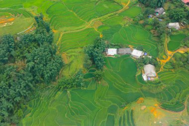 Teraslı pirinç tarlalarının hasat sezonu, Muong Hoa Vadisi, Sappa, Kuzey Vietnam