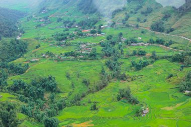 Teraslı pirinç tarlalarının hasat sezonu, Muong Hoa Vadisi, Sappa, Kuzey Vietnam