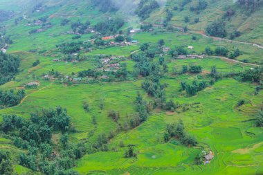 Teraslı pirinç tarlalarının hasat sezonu, Muong Hoa Vadisi, Sappa, Kuzey Vietnam