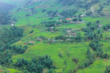 Teraslı pirinç tarlalarının hasat sezonu, Muong Hoa Vadisi, Sappa, Kuzey Vietnam