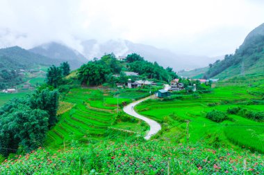 Pirinç tarlaları kedi kedi köy güzel sahne.