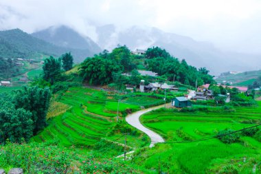 Pirinç tarlaları kedi kedi köy güzel sahne.