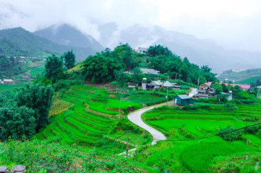 Pirinç tarlaları kedi kedi köy güzel sahne.