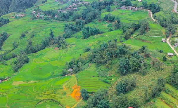 Terrasserade Risfält Skördesäsongen Muong Hoa Valley Sappa Norra Vietnam — Stockfoto