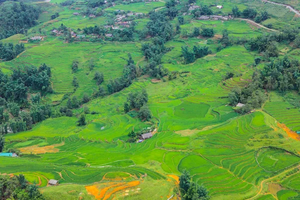 Terrasserade Risfält Skördesäsongen Muong Hoa Valley Sappa Norra Vietnam — Stockfoto