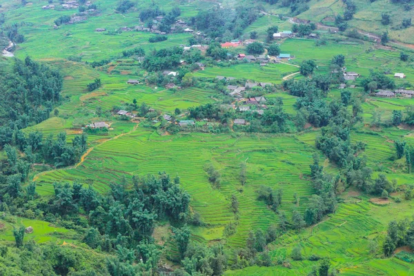 Terrasserade Risfält Skördesäsongen Muong Hoa Valley Sappa Norra Vietnam — Stockfoto