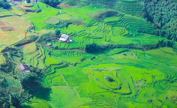 Terrasserade Risfält Skördesäsongen Muong Hoa Valley Sappa Norra Vietnam — Stockfoto