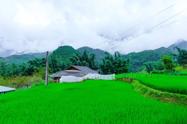 Schöne Landschaft Der Reisfelder Des Katzendorfes — Stockfoto