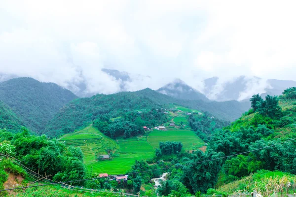 Pirinç tarlaları kedi kedi köy güzel sahne.
