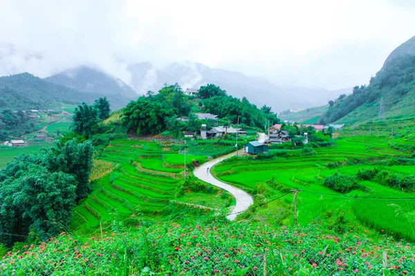 Pirinç tarlaları kedi kedi köy güzel sahne.