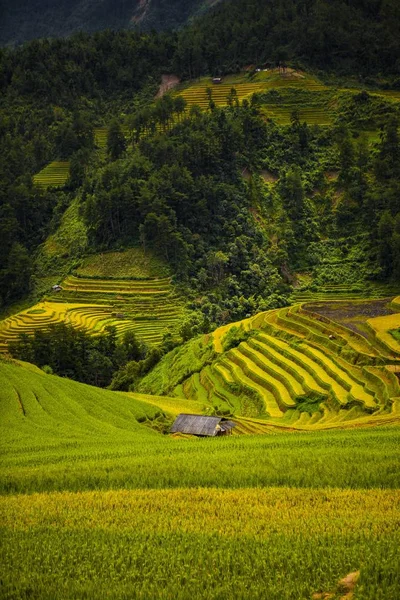 Mucangchai Vietnam September 2018 Rijstvelden Water Seizoen Vietnam Terrassen Worden — Stockfoto