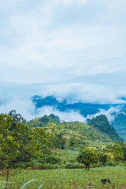 Mucangchai, Vietnam, 29 Eylül 2018: Pirinç tarlaları teraslı. Alanları pirinç ekime hazırlanır. Lim Mong, Huyen Mu Chang Chai, Kuzey Vietnam
