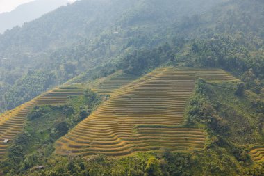 Şafak pirinç tarlaları üzerinde Kuzeybatı Vietnam, hasat hazırlar. Hoang Su Phi, Ha Giang il, Vietnam Teras alanları pirinç. Vietnam manzaralar