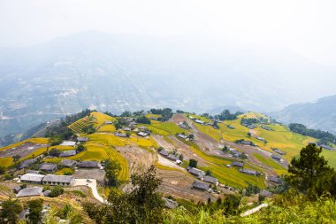 Pirinç tarlaları teraslı. Alanları pirinç ekime hazırlanır. Ban Phung. Ha Giang. Huyen Hoang Su Phi. Kuzey Vietnam
