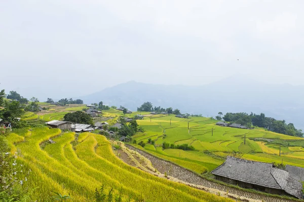 Pirinç Tarlaları Teraslı Alanları Pirinç Ekime Hazırlanır Ban Phung Giang — Stok fotoğraf